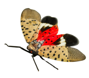 invasive lanternfly