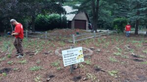 Native plant installation
