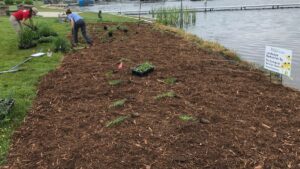 Natural Shoreline planting