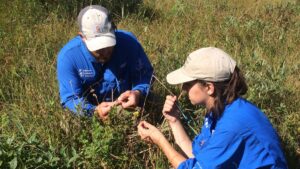 Plant Surveys