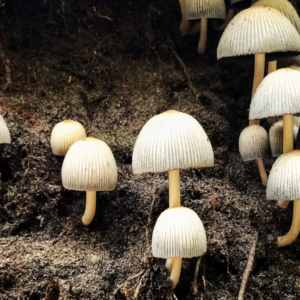 Summer Fungus Walk Kalamazoo Nature Center