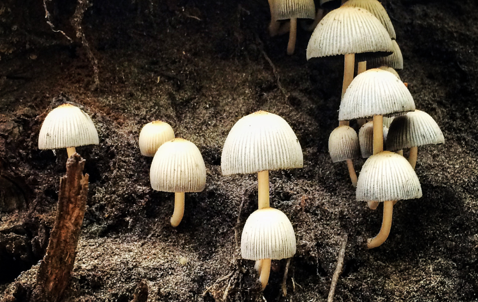 Summer Fungus Walk Kalamazoo Nature Center