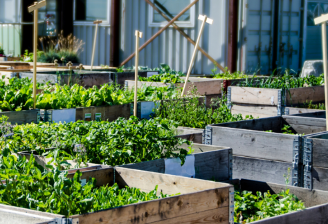 Cultivating Urban Gardens and Community kalamazoo nature center