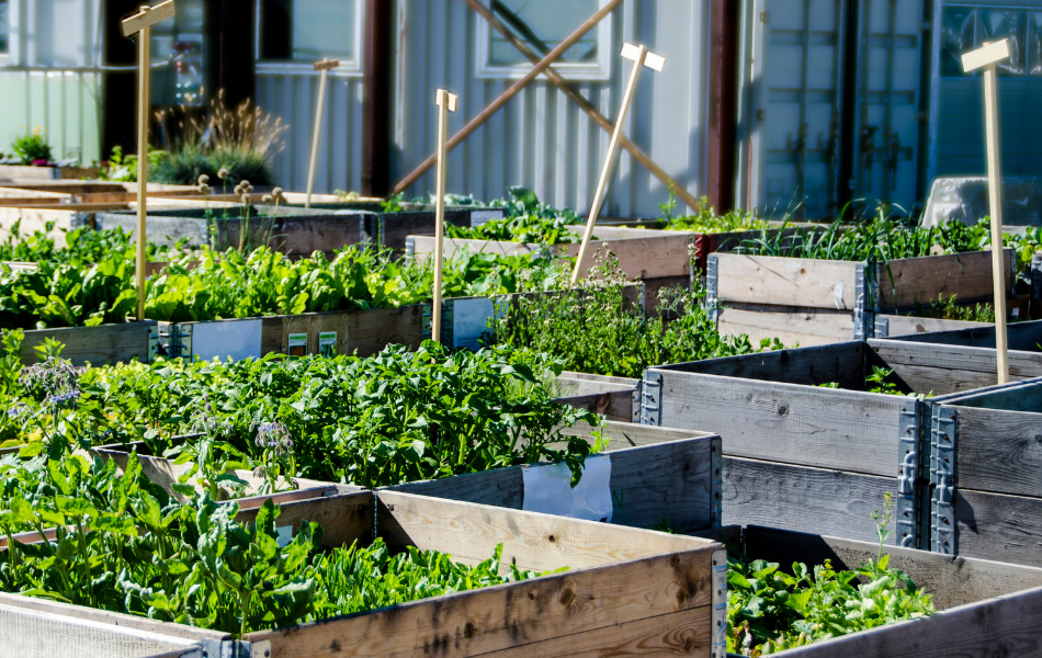 Cultivating Urban Gardens and Community kalamazoo nature center