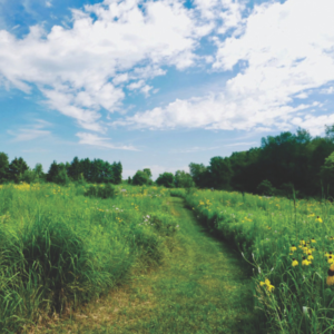 Prairie Wildflower Walk kalamazoo nature center