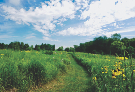 Prairie Wildflower Walk kalamazoo nature center