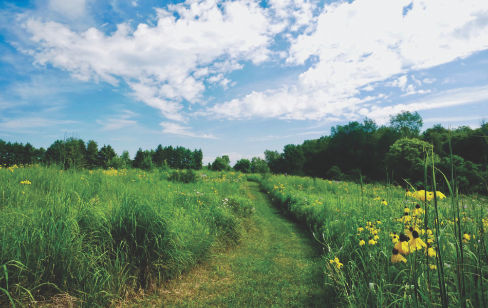 Prairie Wildflower Walk kalamazoo nature center