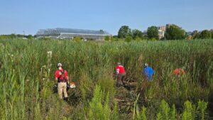 Wetland Invasives