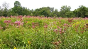 Wetland Management