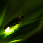 firefly night hike kalamazoo nature center
