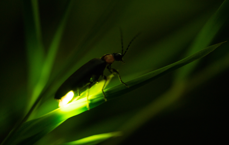 firefly night hike kalamazoo nature center