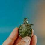 turtle graduation party kalamazoo nature center