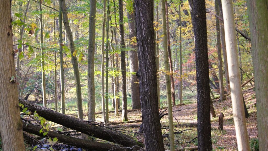 Trail winding through fall woods