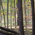 Trail winding through fall woods