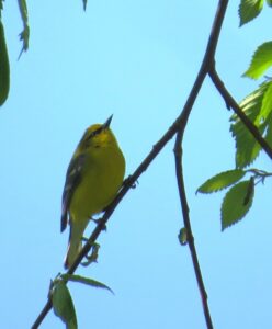 Blue-winged Warbler