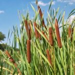 Forage Cattail Abundance Kalamazoo Nature Center