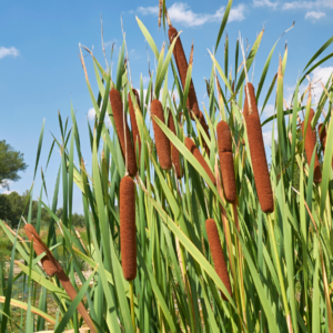 Forage Cattail Abundance Kalamazoo Nature Center