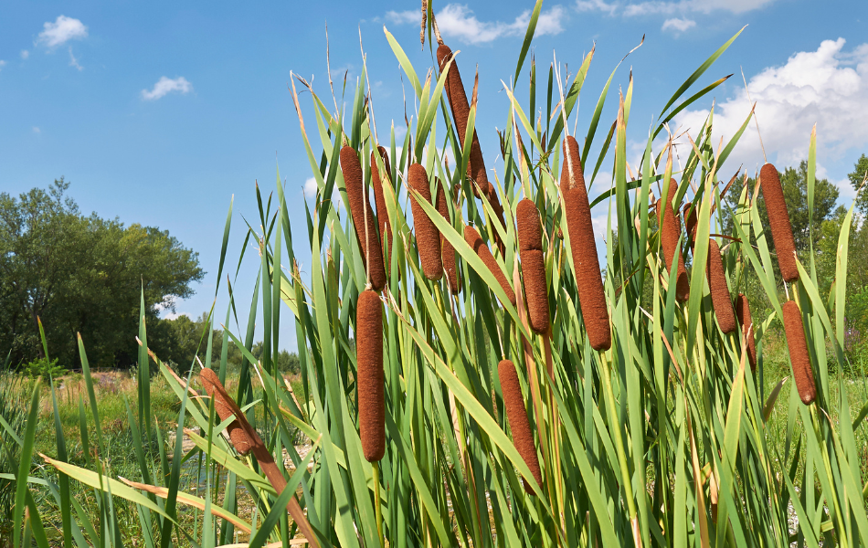 Forage Cattail Abundance Kalamazoo Nature Center