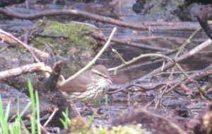 Northern Waterthrush