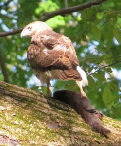 Red-tailed Hawk