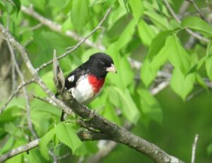 Rose-breasted Grosbeak