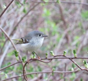 Ruby-crowned Kinglet