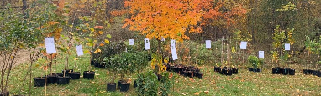 trees to be planted in the sugarbush in fall