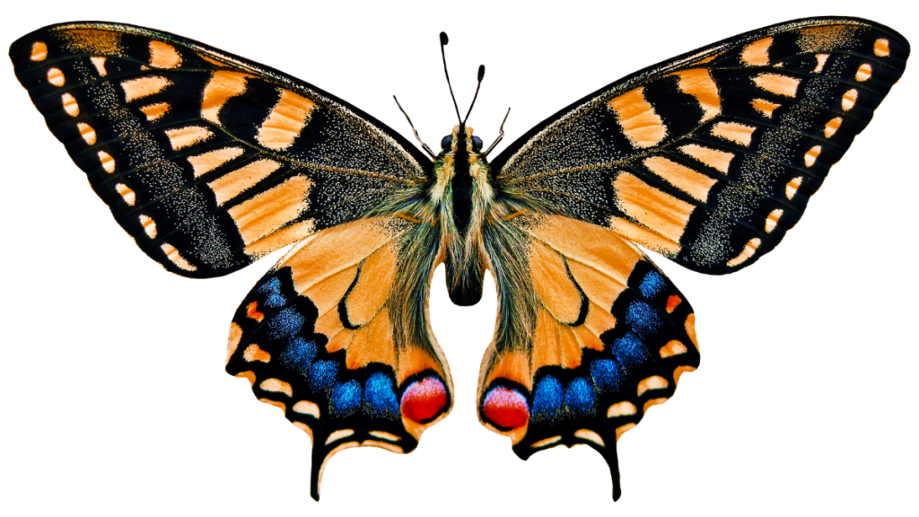 swallowtail butterfly