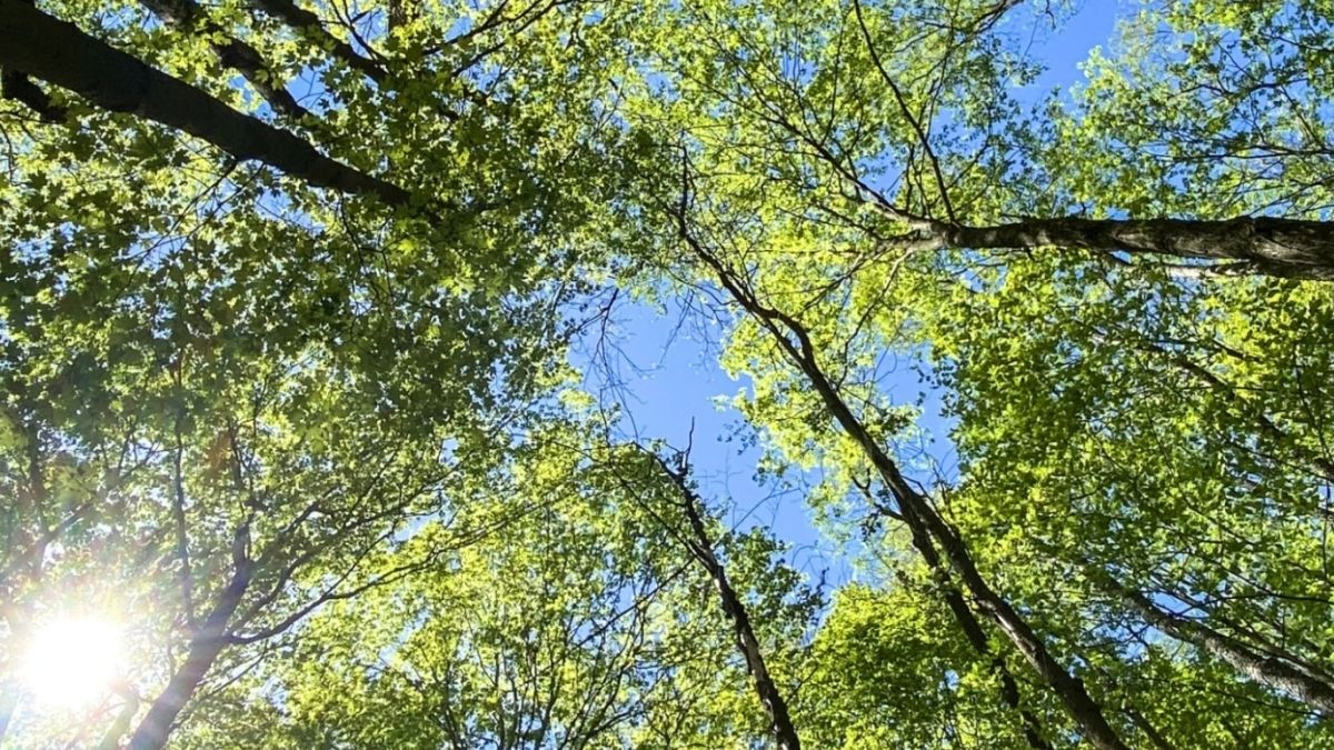 Looking up into the trees with blue sky above