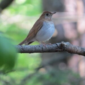 Veery