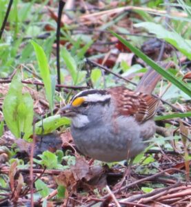 White-throated Sparrow