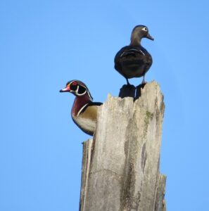 Pair of Wood Ducks