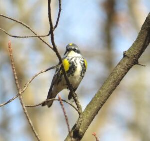 Yellow-rumped Warbler