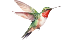 hummingbird