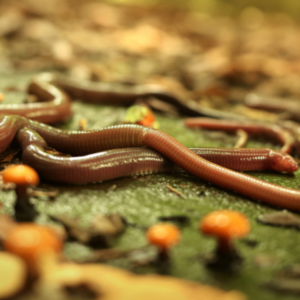 Silver Maples: The Truth About Earthworms Kalamazoo Nature Center