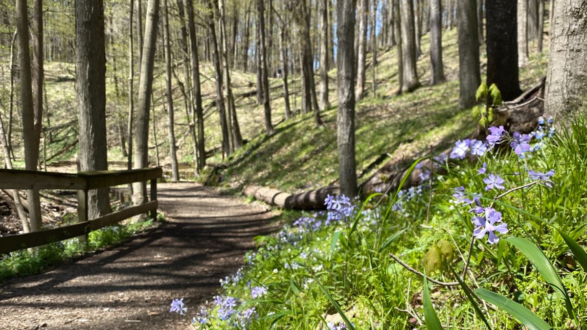 trail with purple flowers in spring