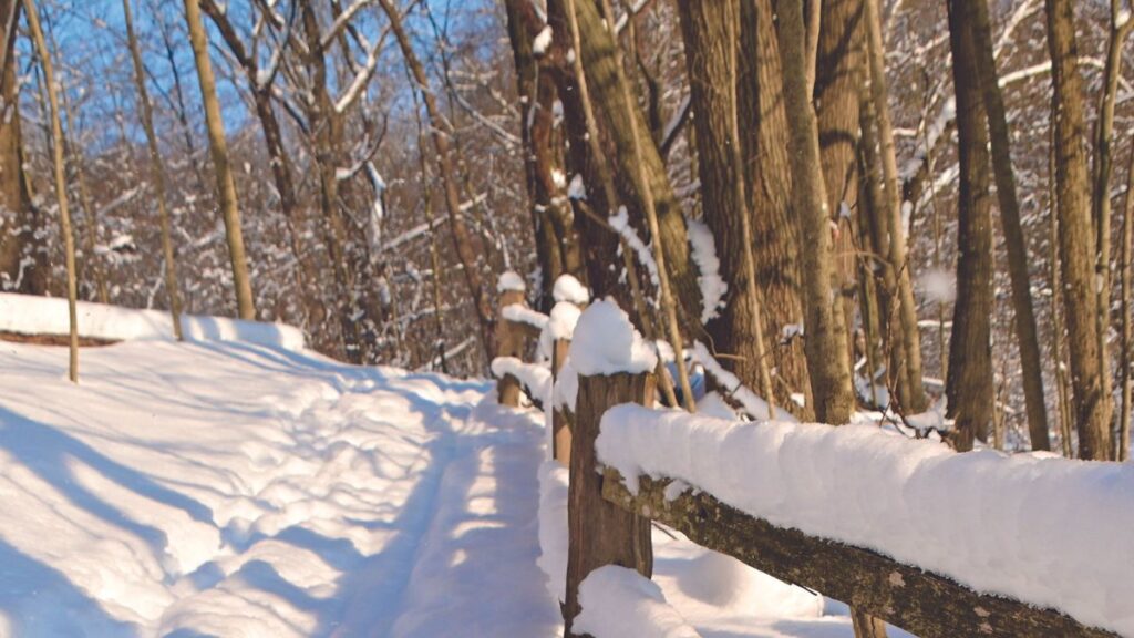 winter trail in woods running next to wood fence