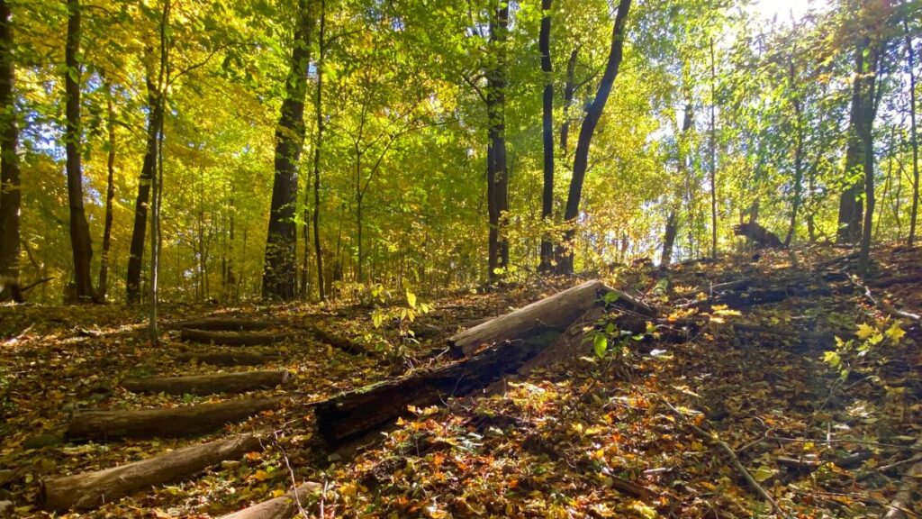 trail going up stairs made of natural logs in fall