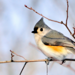 Silver maples bird friendly homes kalamazoo nature center