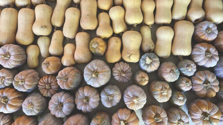 fall squash 1200x675