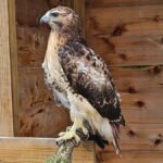 raptor folklore talk kalamazoo nature center