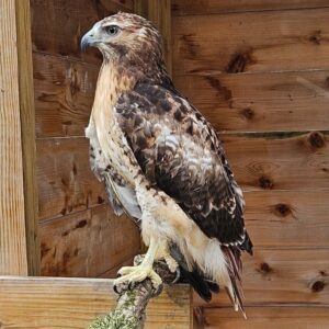 raptor folklore talk kalamazoo nature center