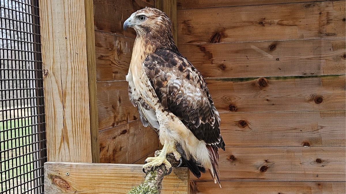 raptor folklore talk kalamazoo nature center