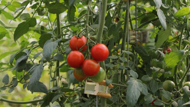 tomatoes 1200x675