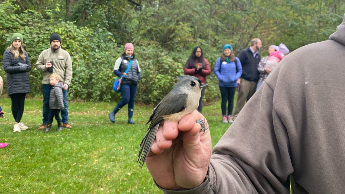 bird banding kalamazoo nature center
