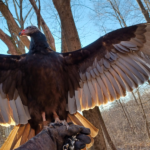 Raptor Piñata Making kalamazoo nature center