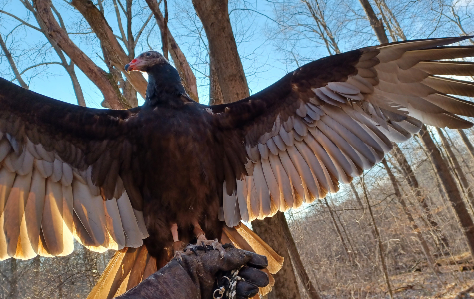 Raptor Piñata Making kalamazoo nature center