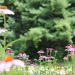 Silver Maples: Native Lawns and Gardens