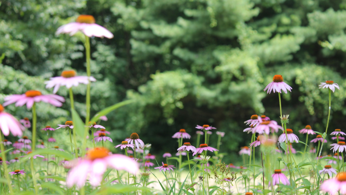 Silver Maples: Native Lawns and Gardens