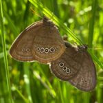 Mitchell's satyr butterflies on leaves